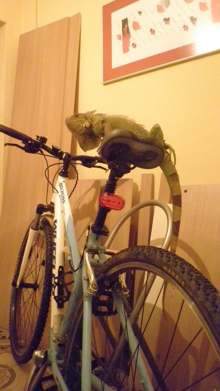 tris.JPG